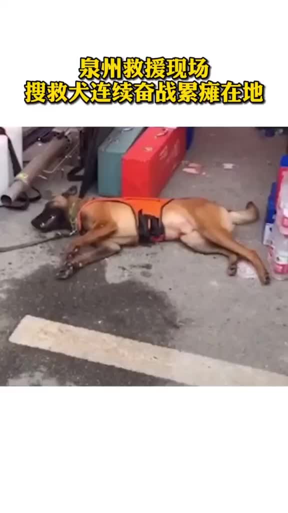 心疼…参与泉州救援的搜救犬累瘫在地，它们也是战士，你愿意为它们点赞吗？